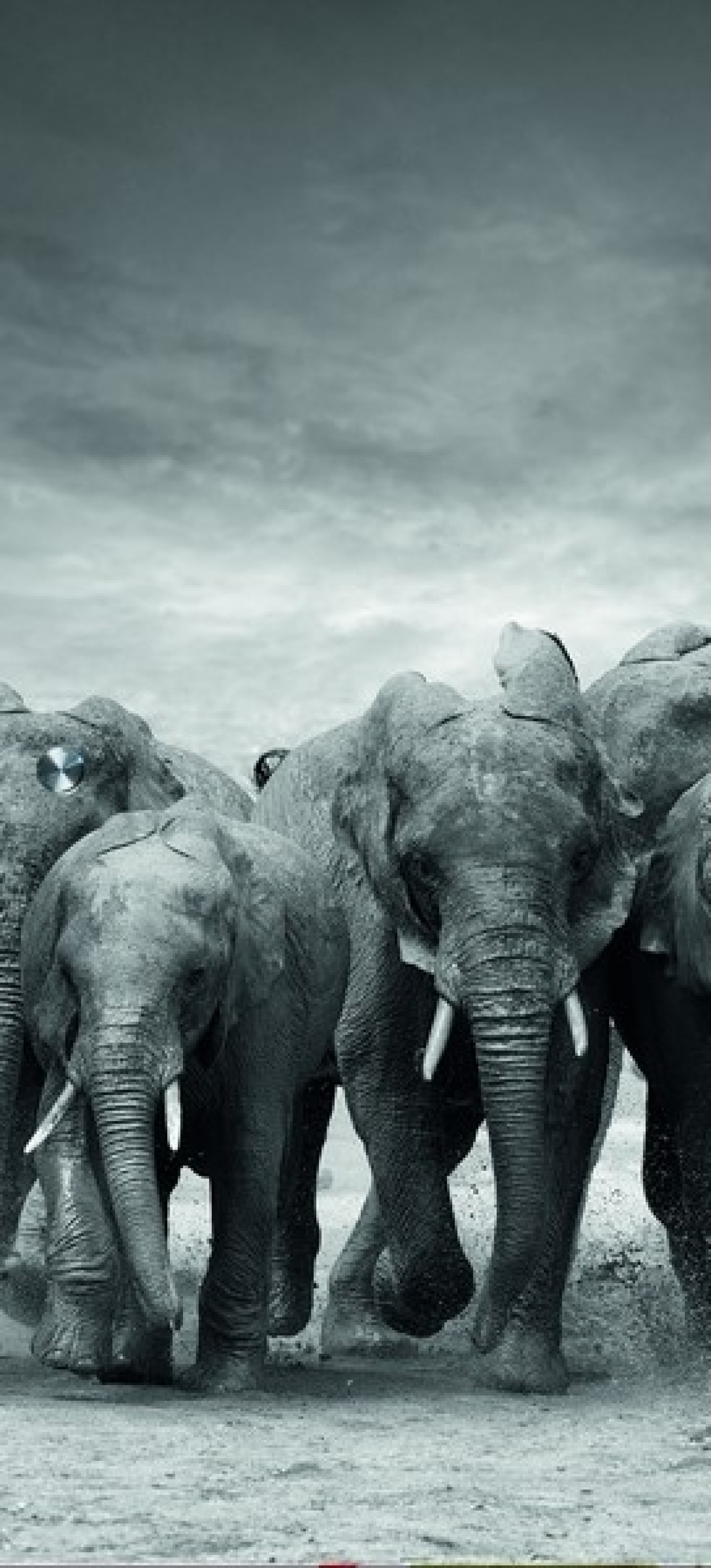 ERKELENZ Glasschiebetür Elefanten Fotoprint