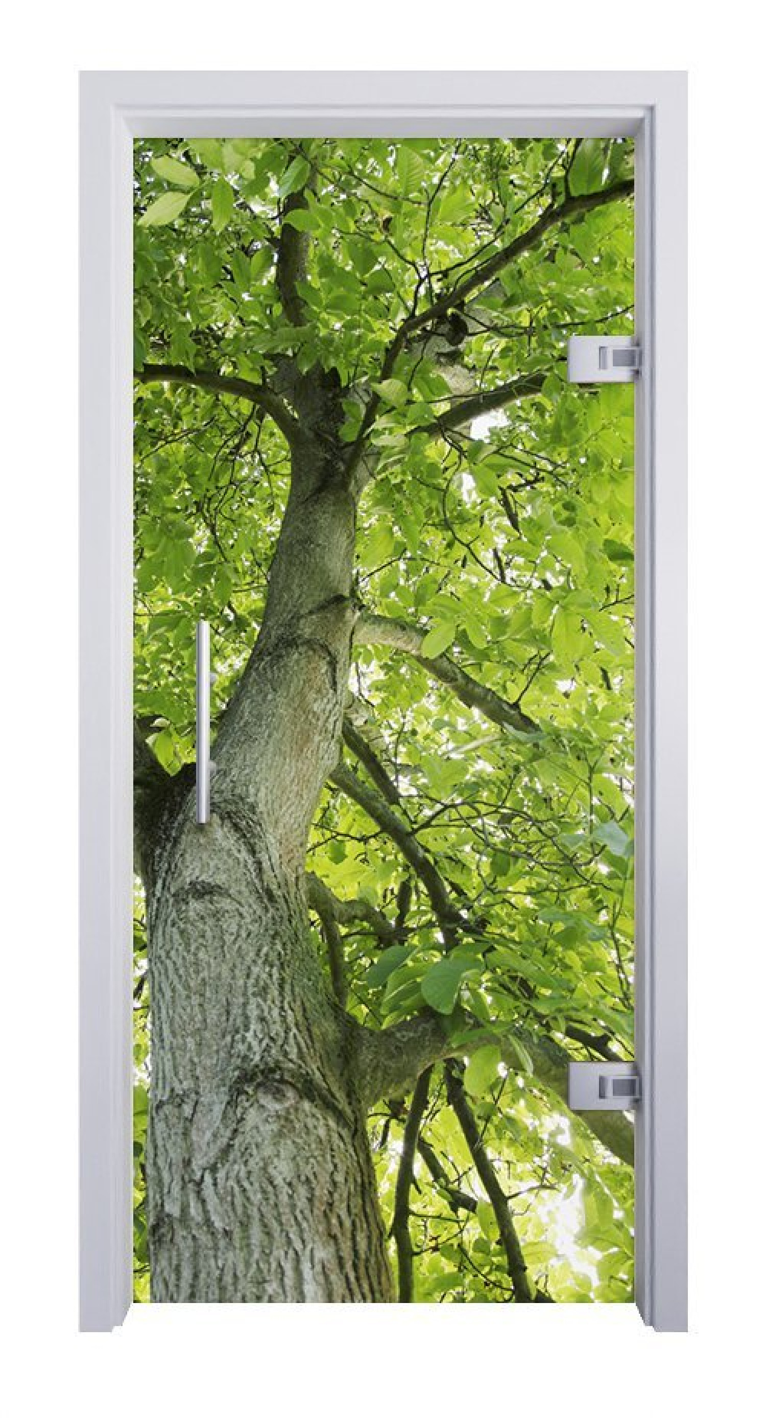 ERKELENZ Glaspendeltür Baumkrone Fotoprint