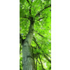 ERKELENZ Glasschiebetür Baumkrone Fotoprint