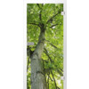 ERKELENZ Glastür Baumkrone Fotoprint
