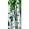 ERKELENZ Glasschiebetür Birke Fotoprint